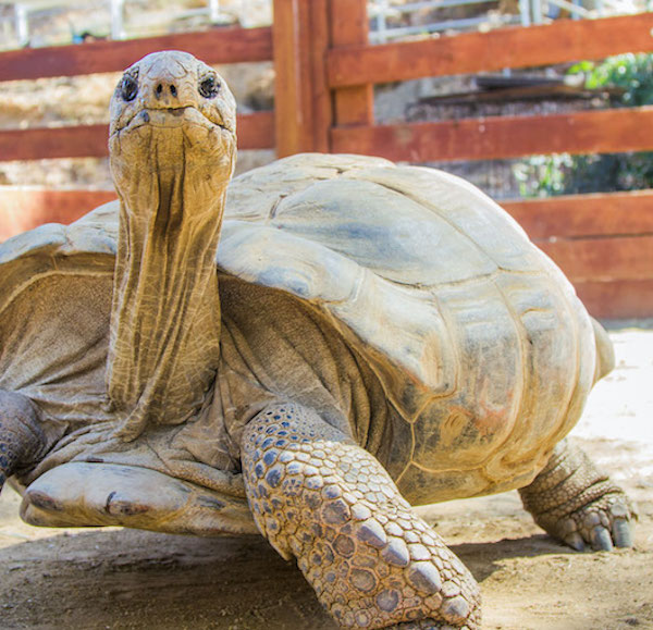 tortoise event los angeles animal
