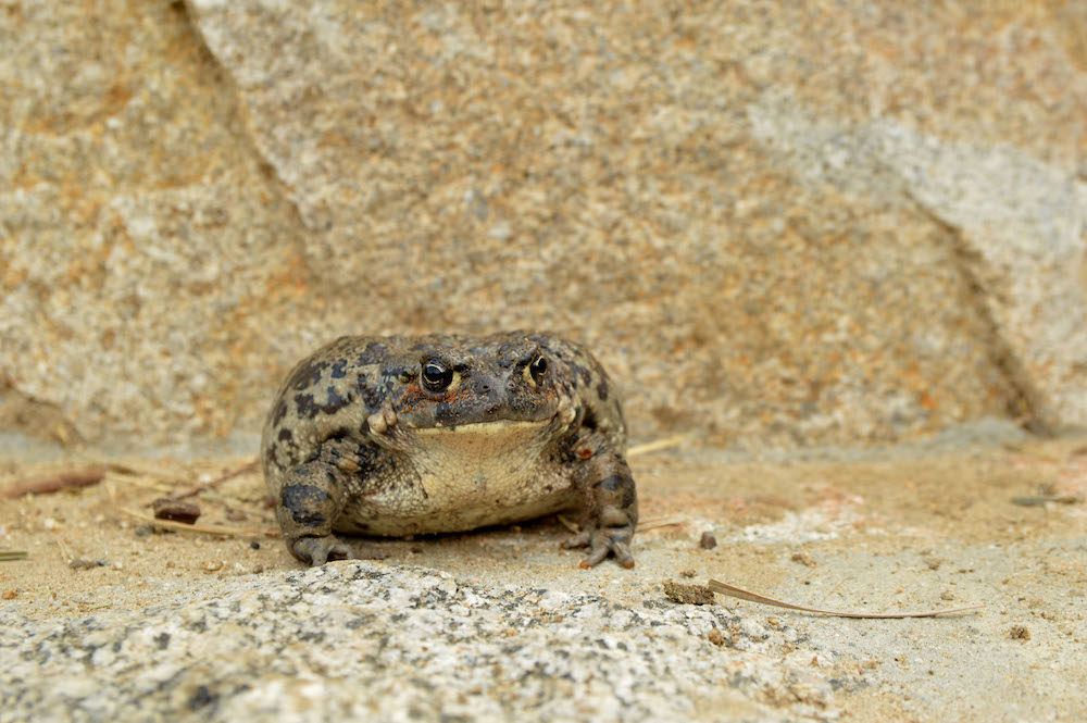 animal presentation party frog toad amphibian event