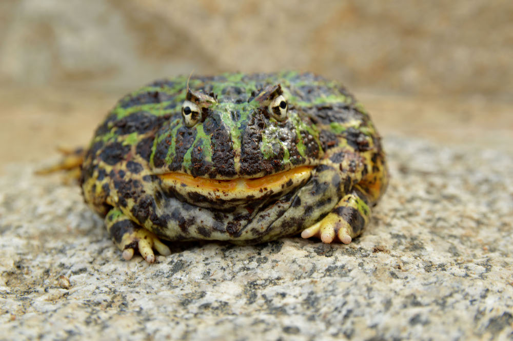 animal presentation party frog toad amphibian event