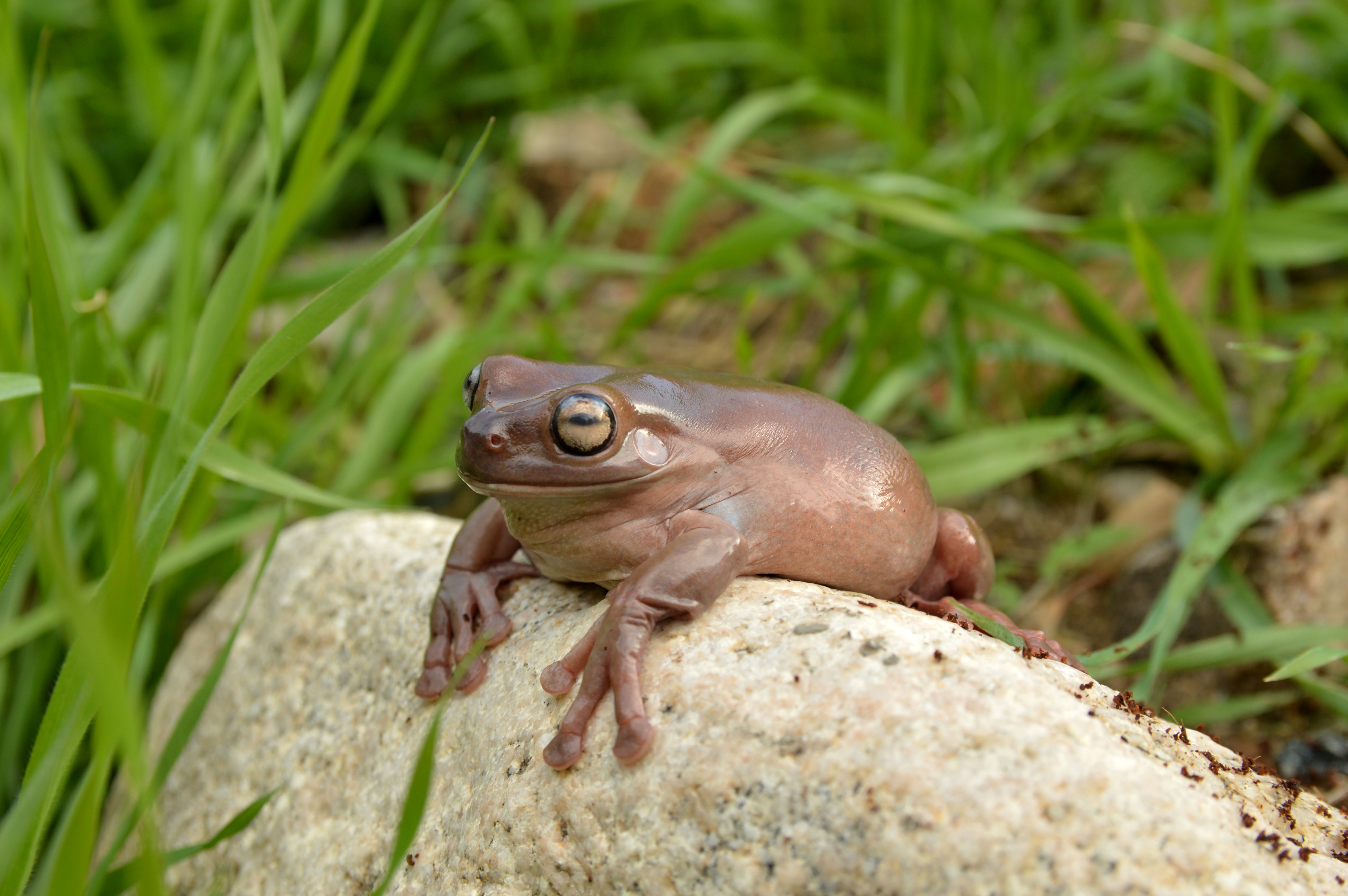 animal presentation party frog toad amphibian event