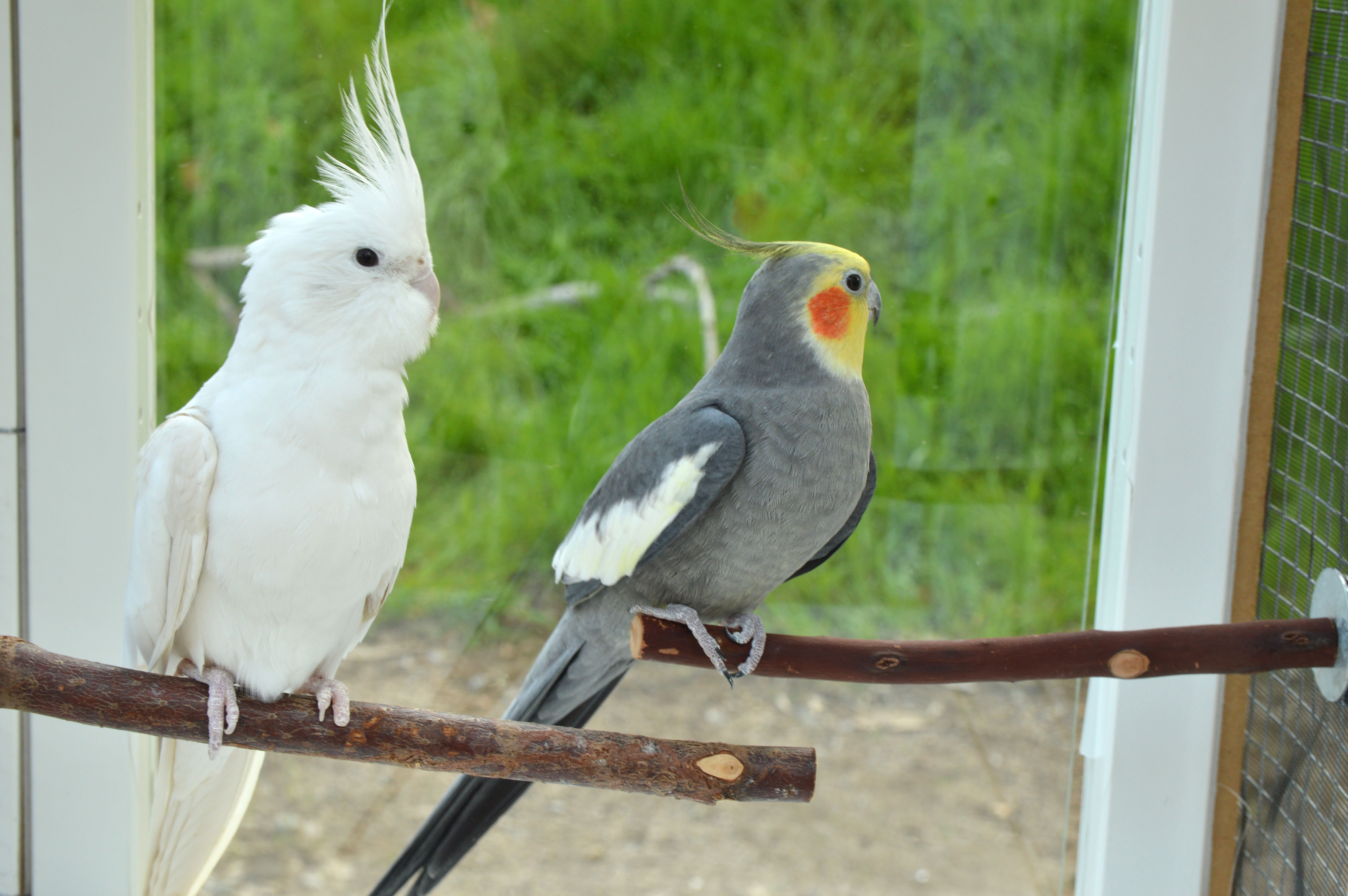 animal presentation party bird event