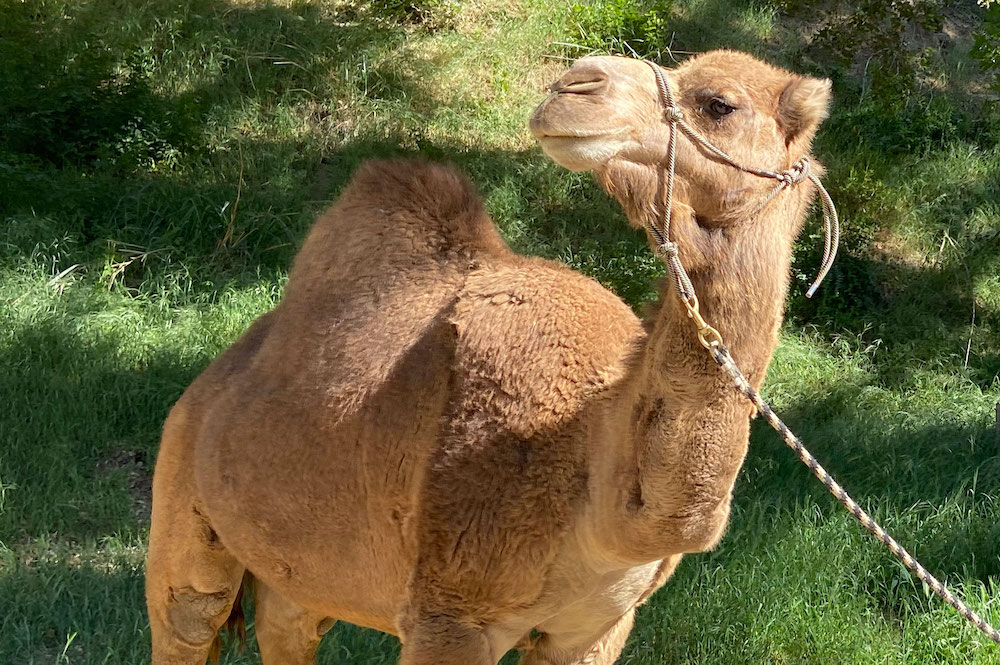 camel rides animals los angeles events