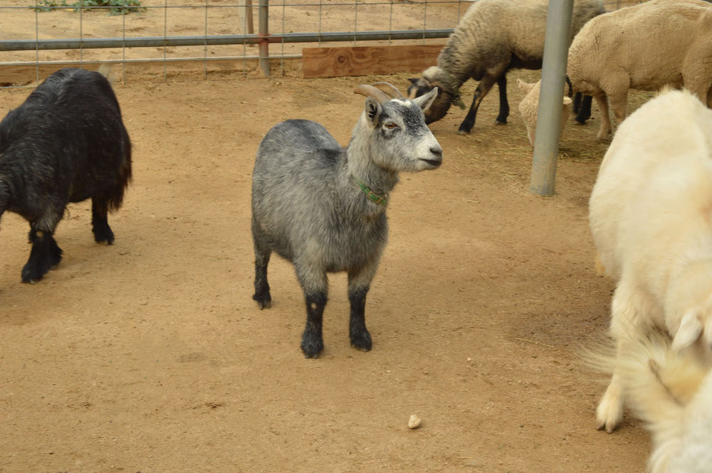 farm animal goat sheep cow horse petting zoo event