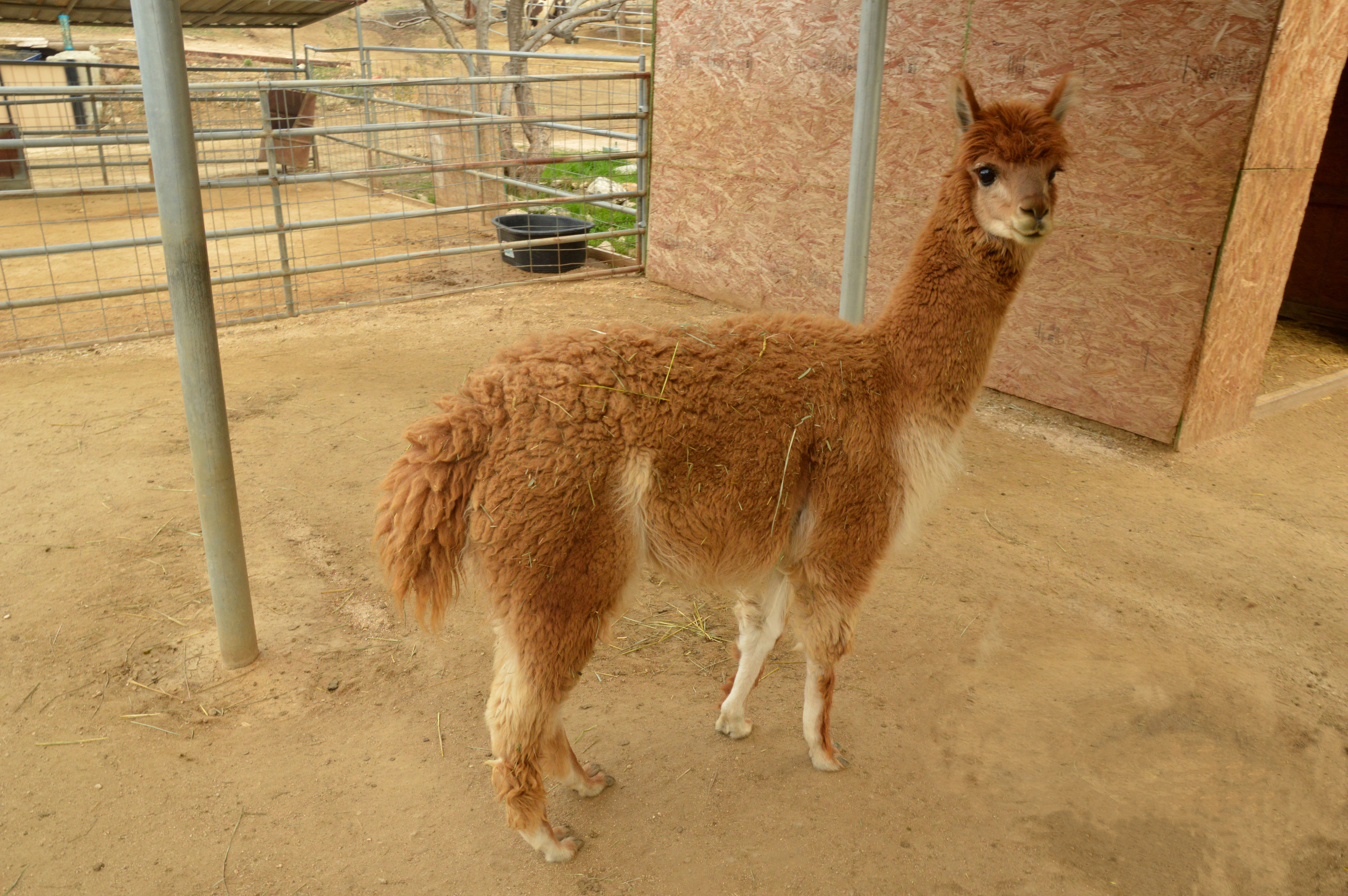 farm animal goat sheep cow horse petting zoo event