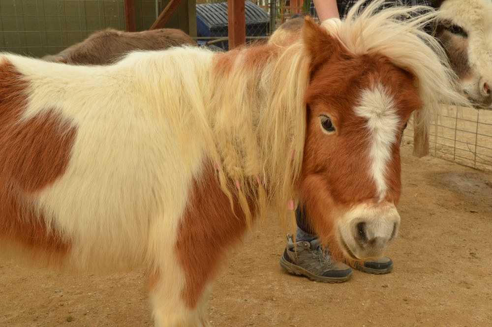 farm animal goat sheep cow horse petting zoo event