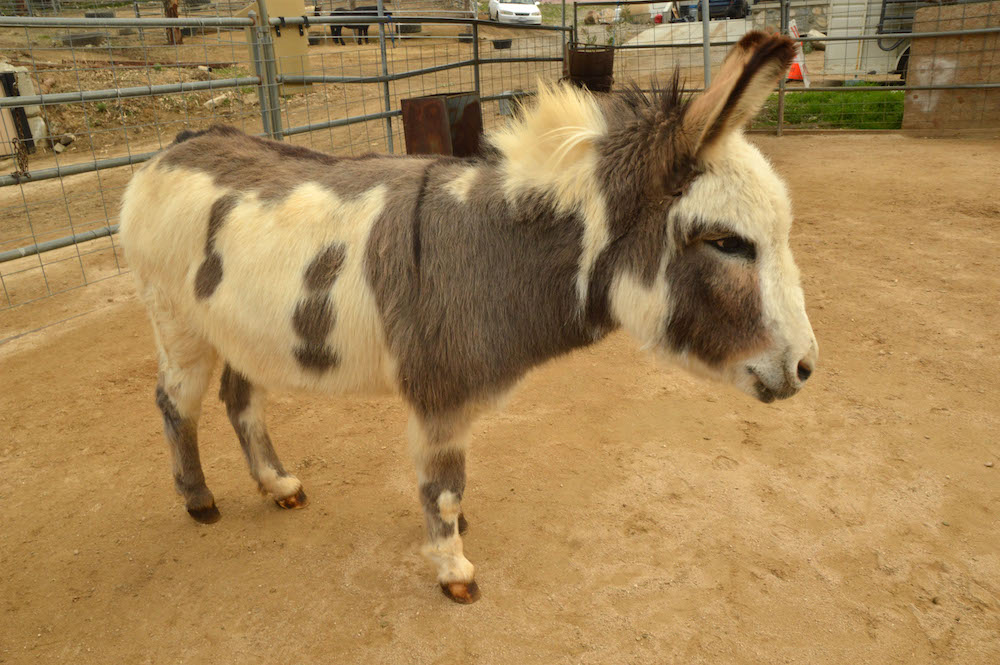 farm animal goat sheep cow horse petting zoo event