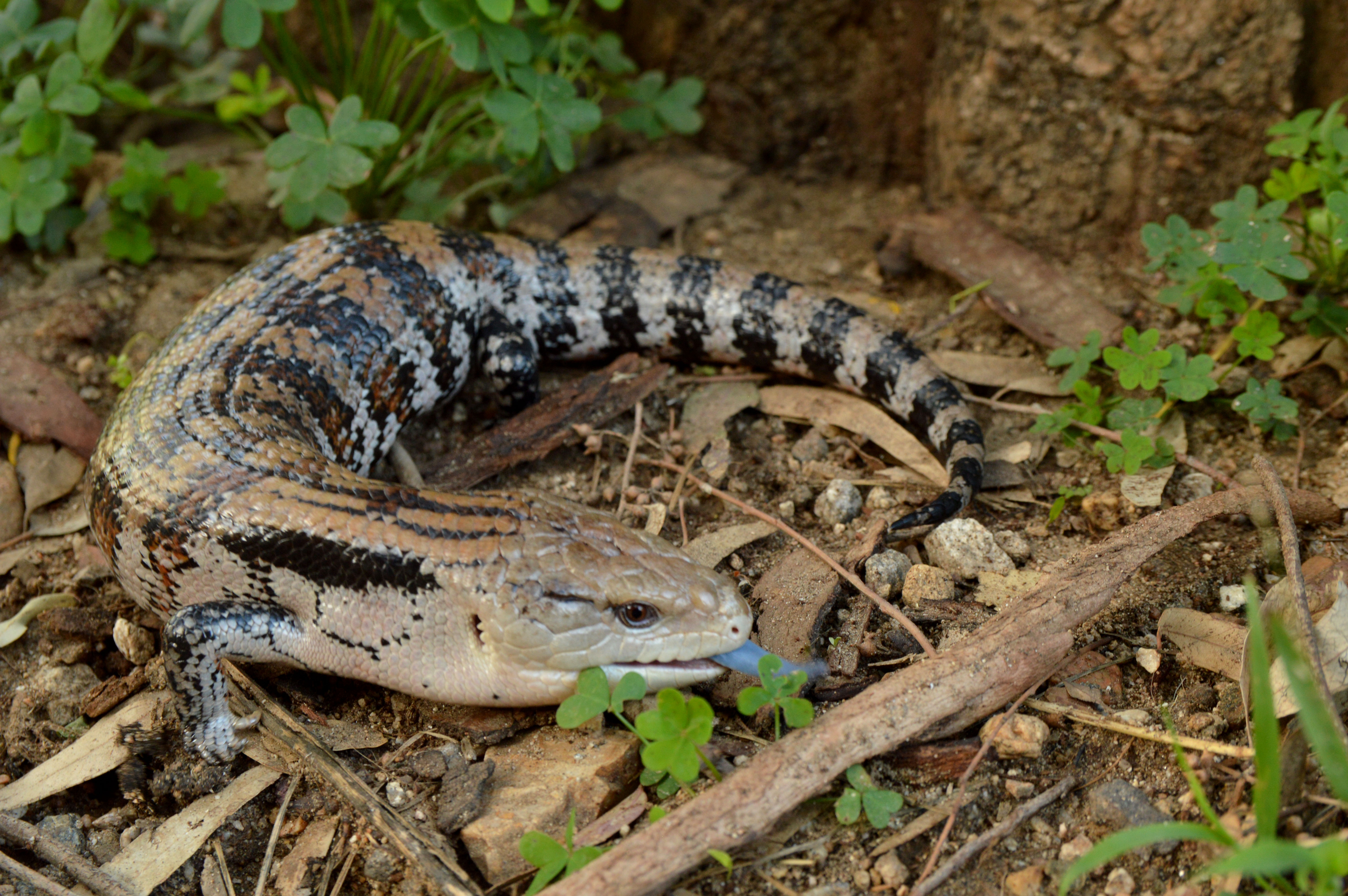 animal presentation party reptile lizard event