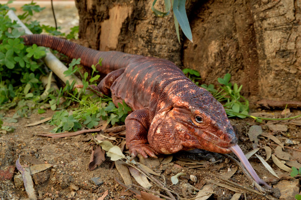 animal presentation party reptile lizard event