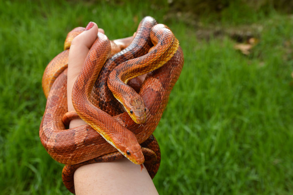 animal presentation party reptile snake event