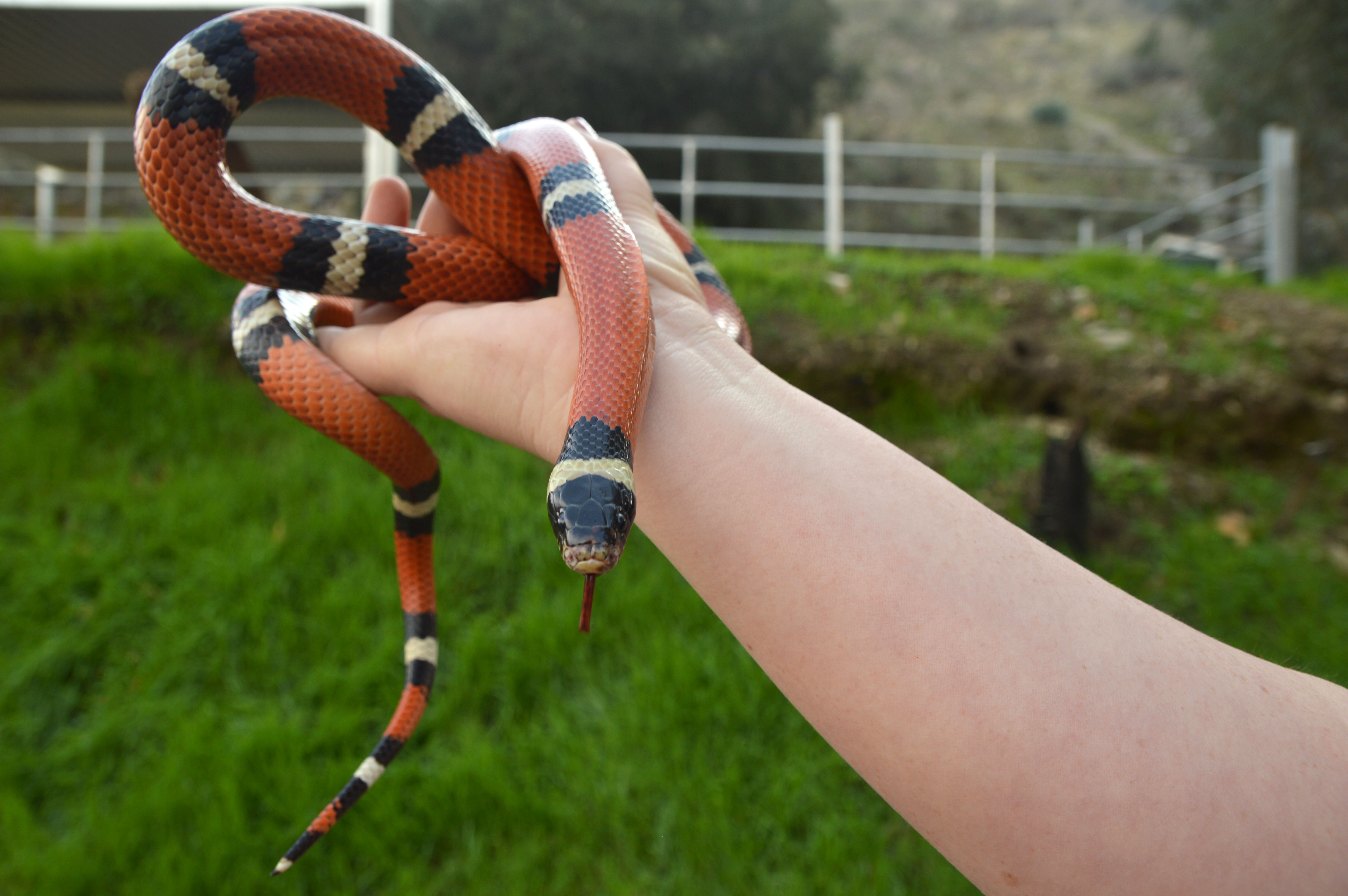 animal presentation party reptile snake event