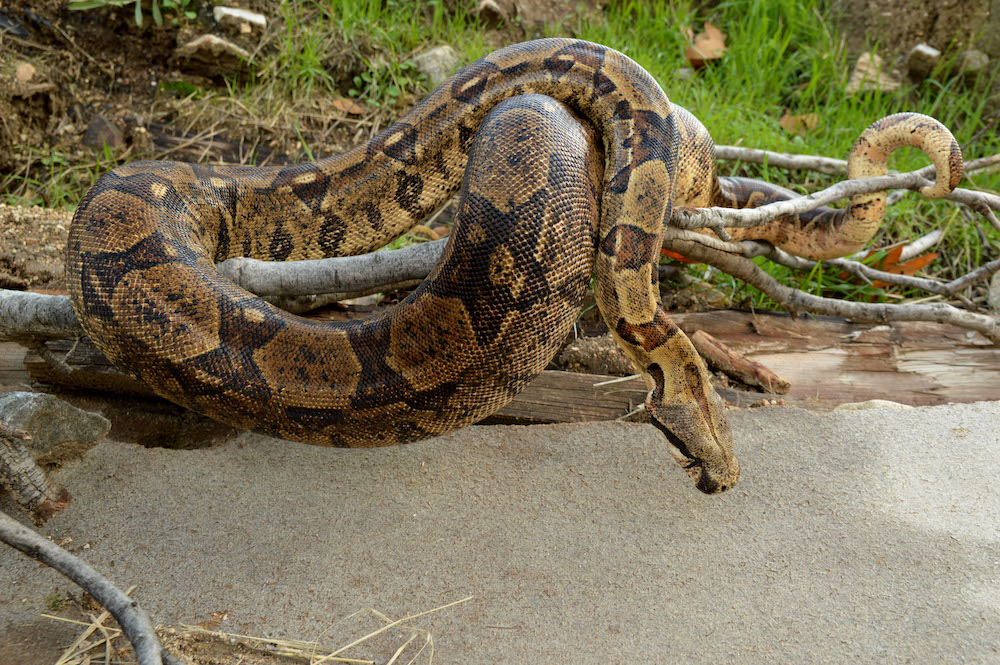 animal presentation party reptile snake event