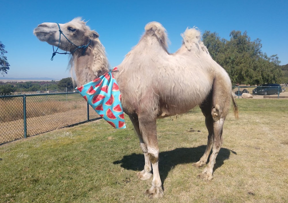 camel rides animals los angeles events