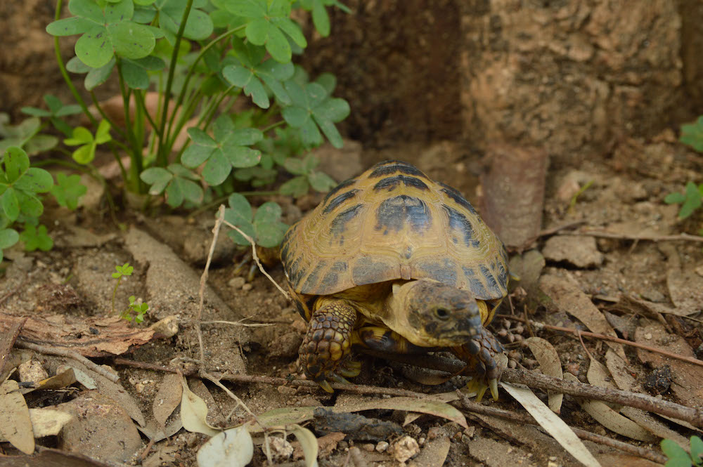 animal presentation party reptile tortoise turle event