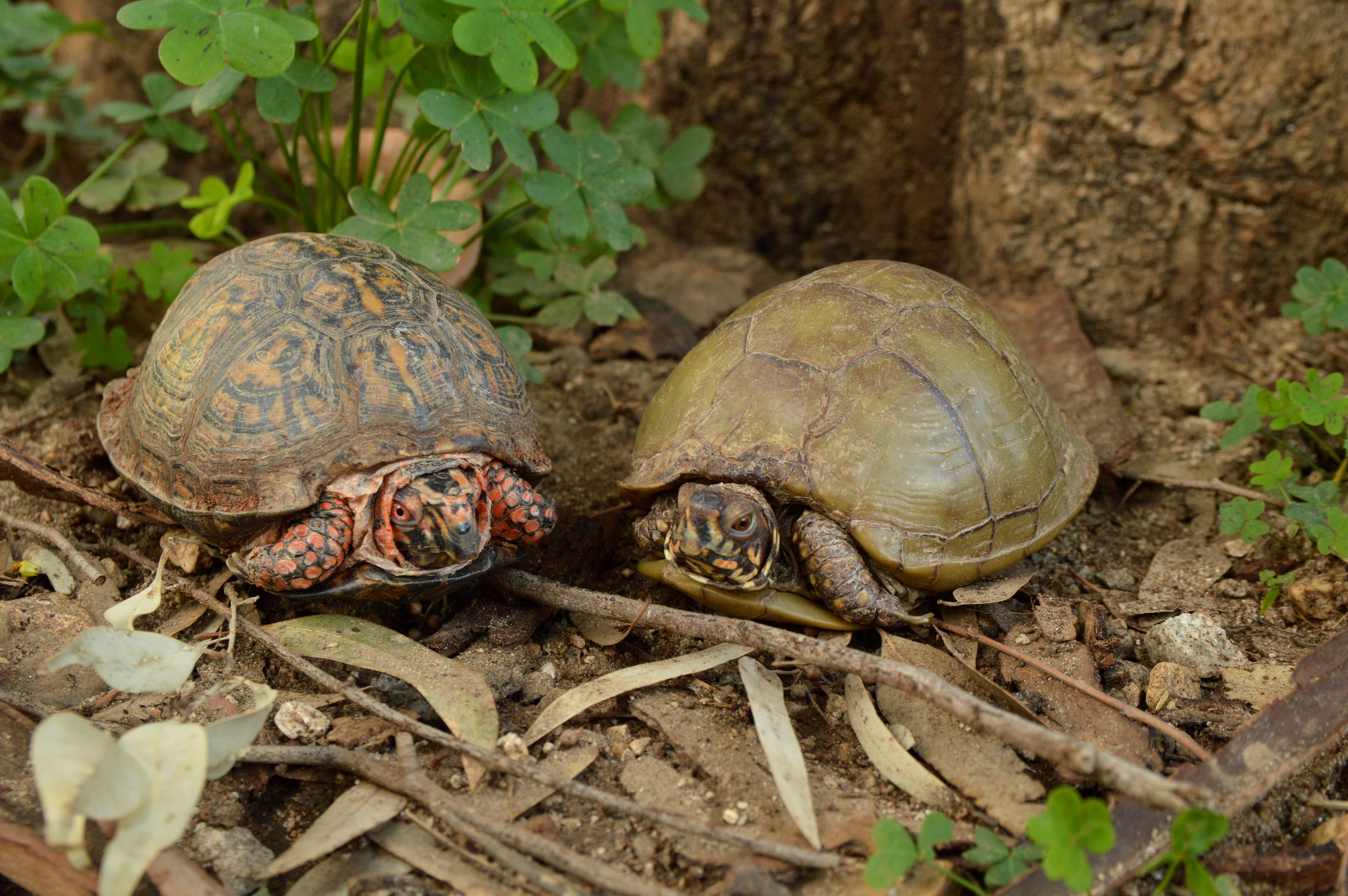 animal presentation party reptile tortoise turle event