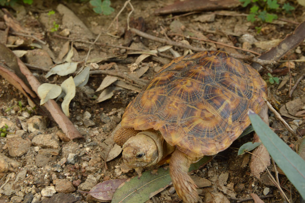 animal presentation party reptile tortoise turle event