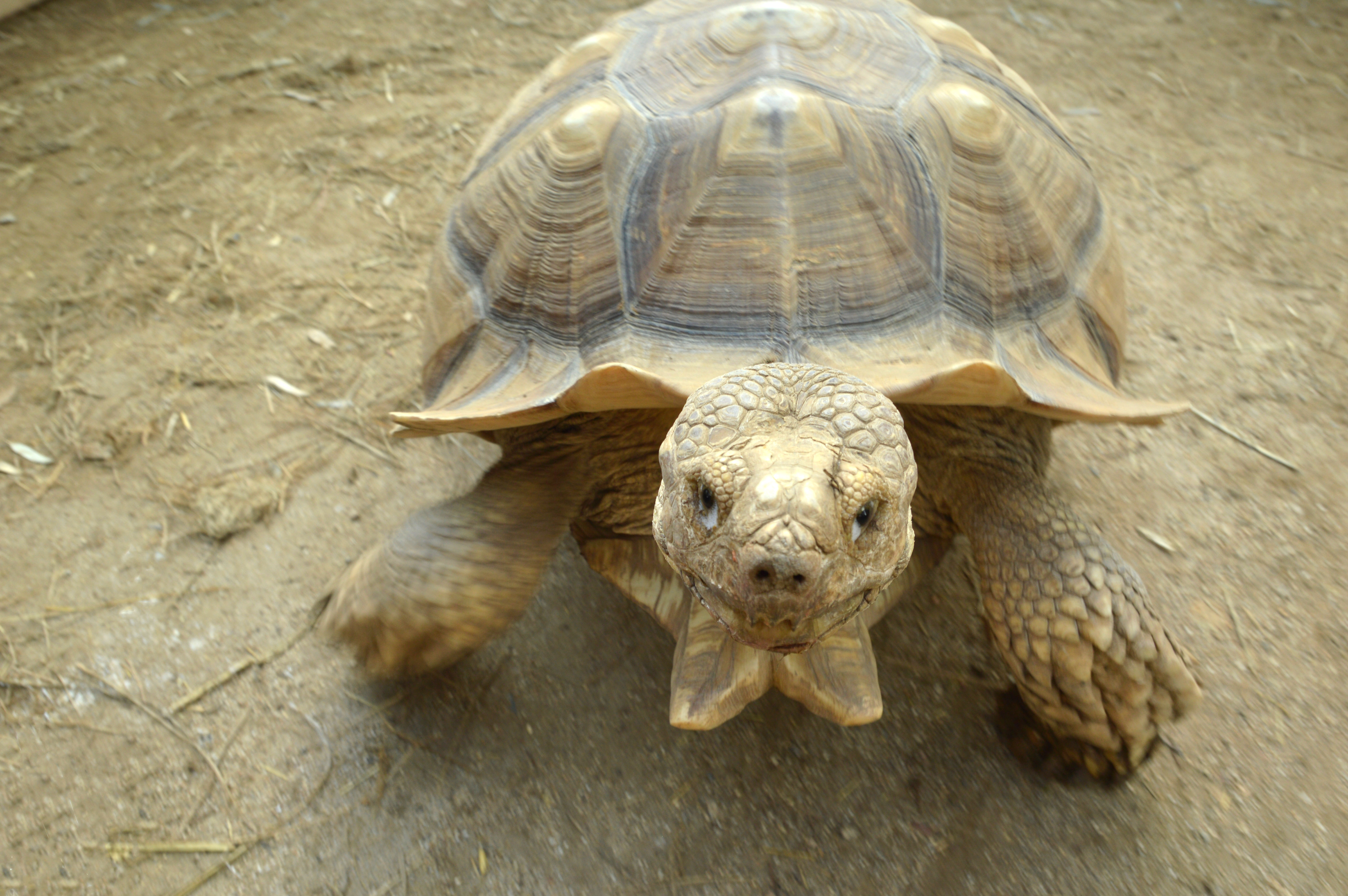 animal presentation party reptile tortoise turle event